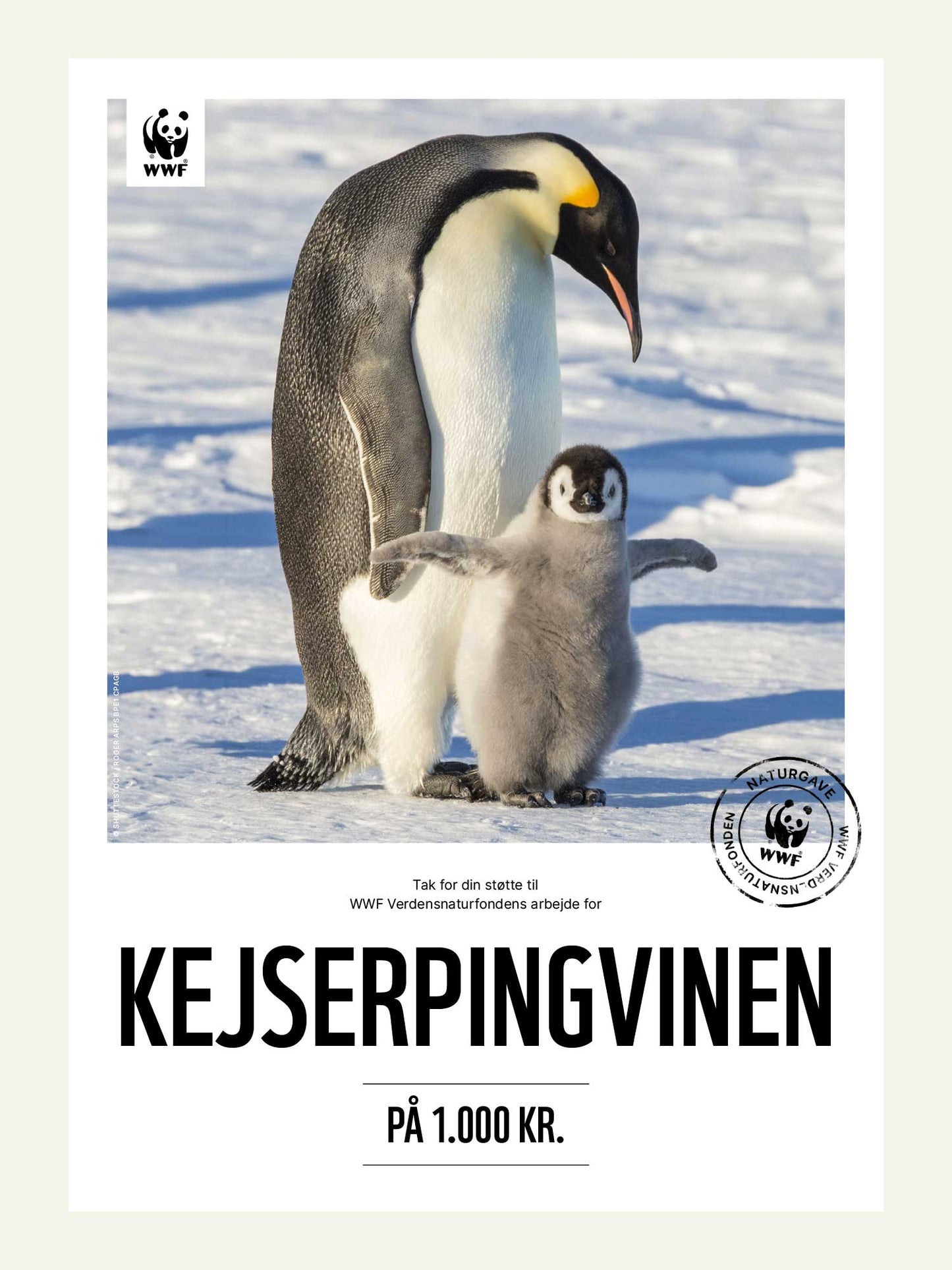 Kejserpingvin - Naturgavebevis