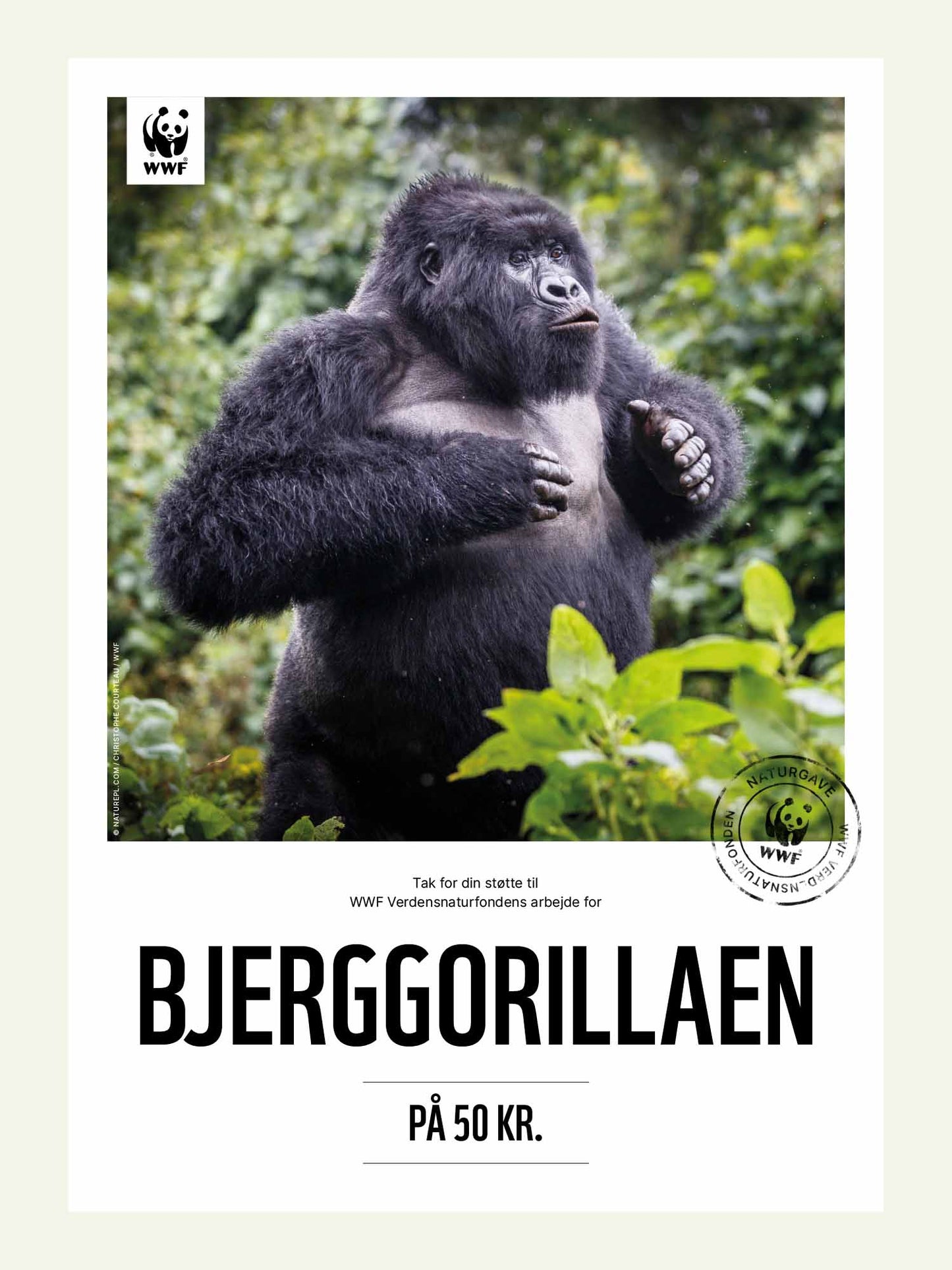 Bjerggorillaen - Naturgavebevis