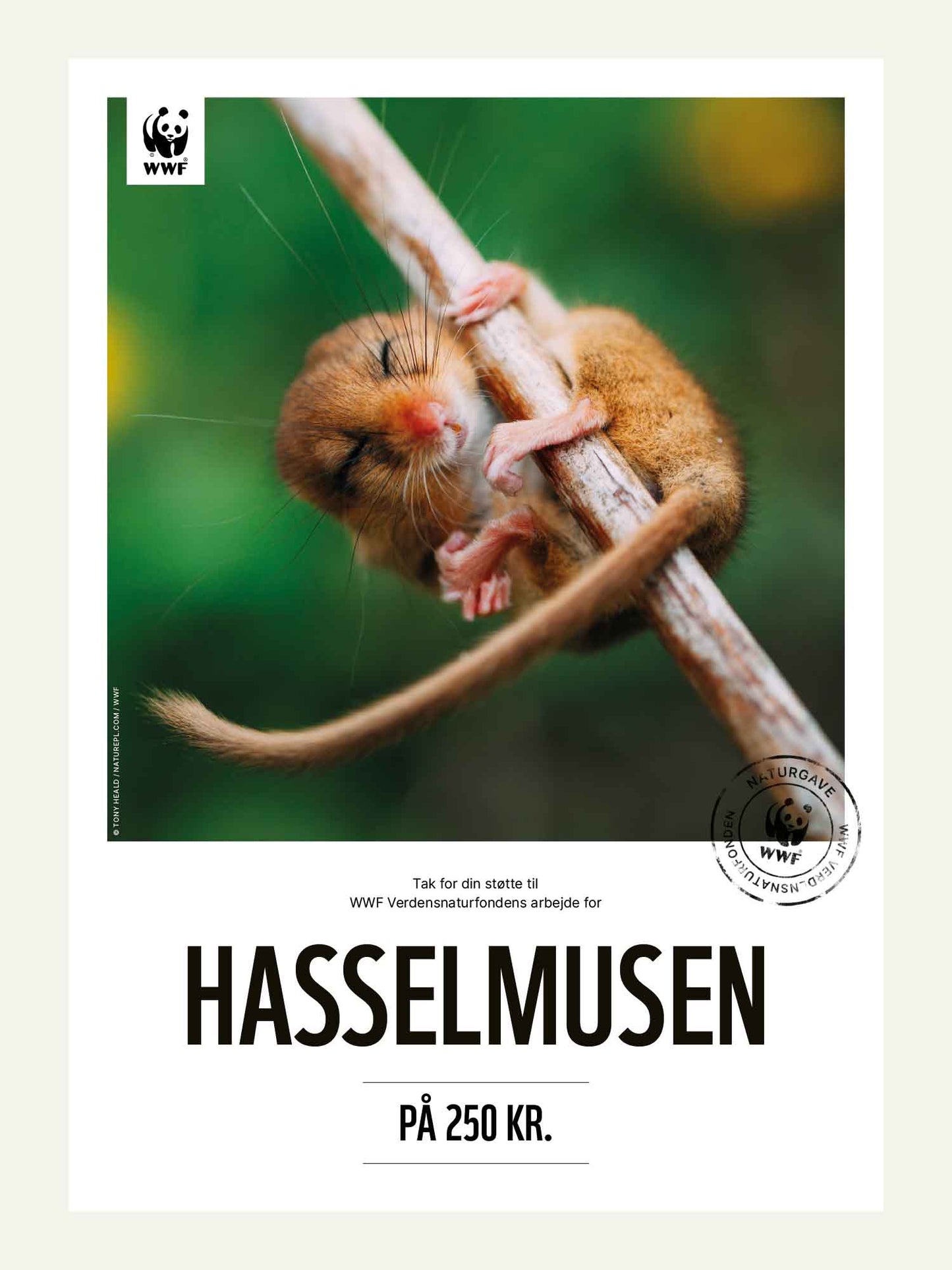 Hasselmusen - Naturgavekort