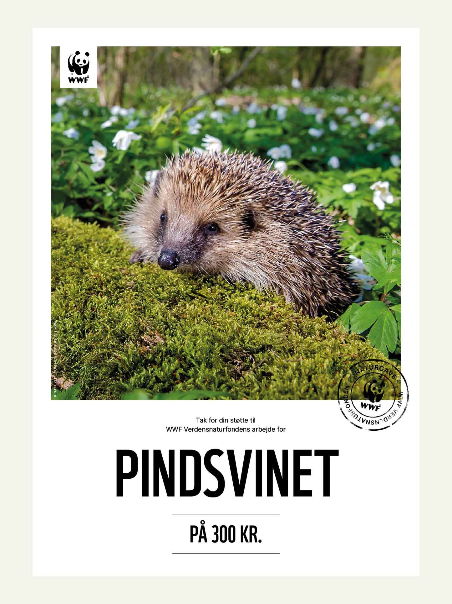 Pindsvin - Naturgavekort