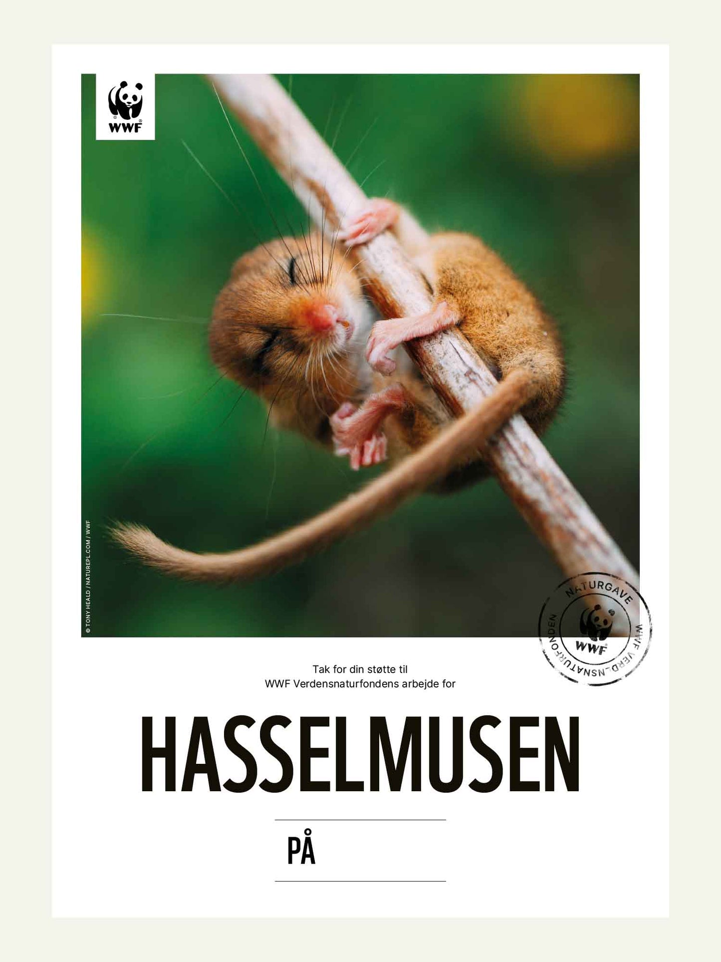 Hasselmusen - Naturgavebevis