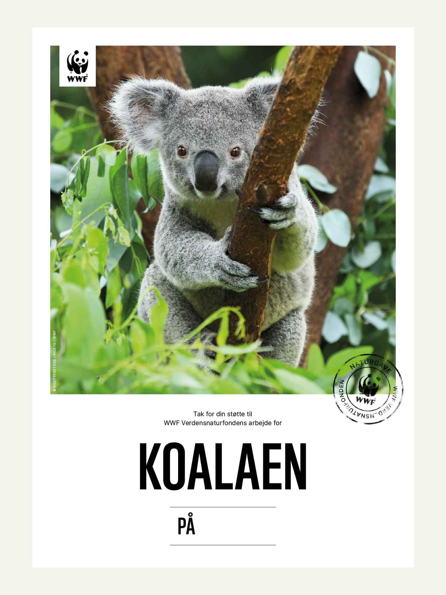 Koalaen - Naturgavebevis