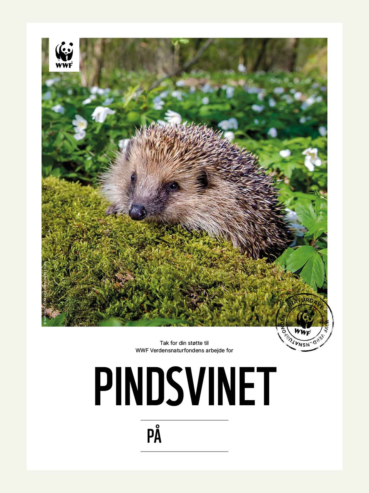 Pindsvin - Naturgavebevis