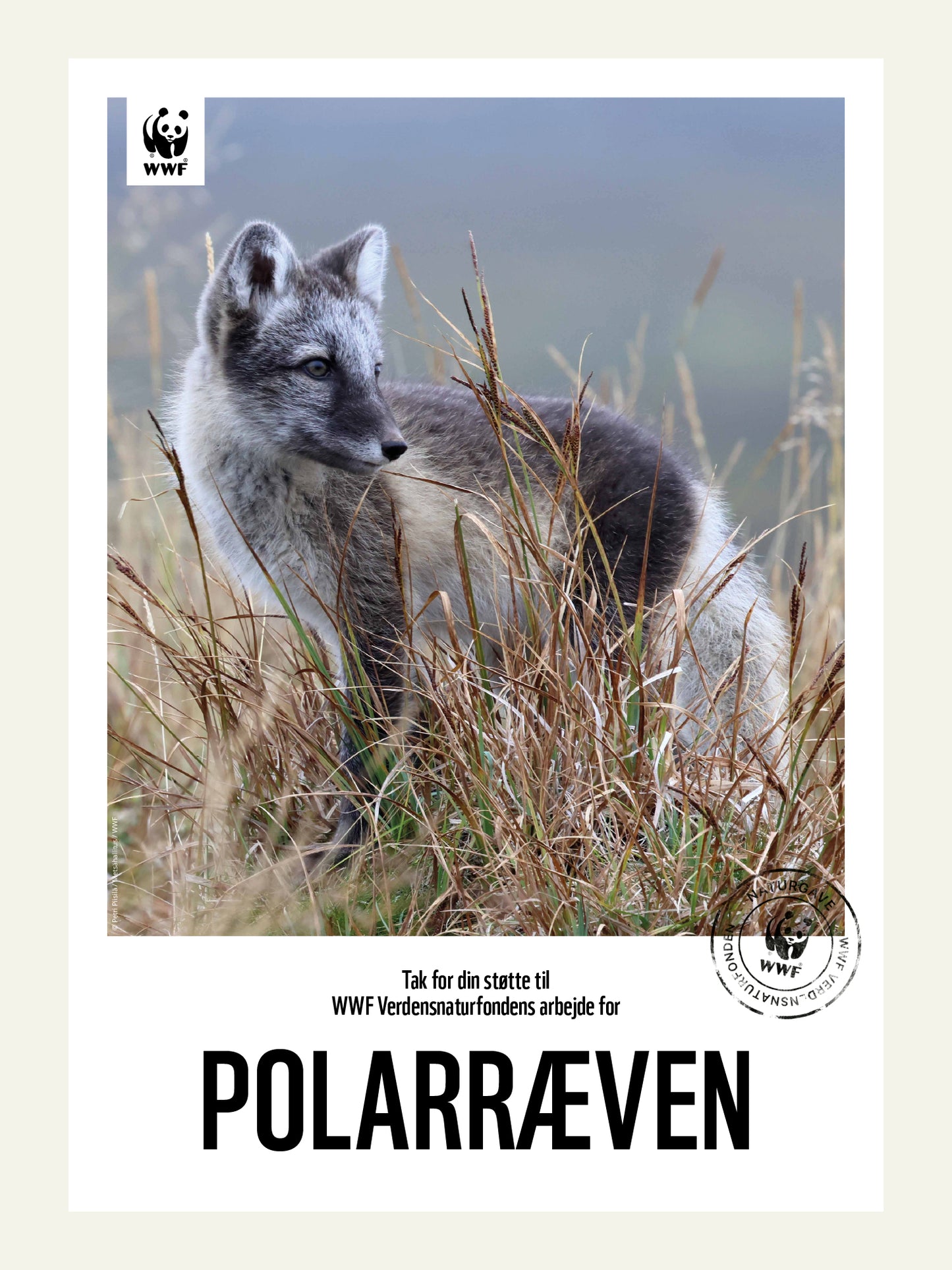 Polarræv - Naturgavebevis
