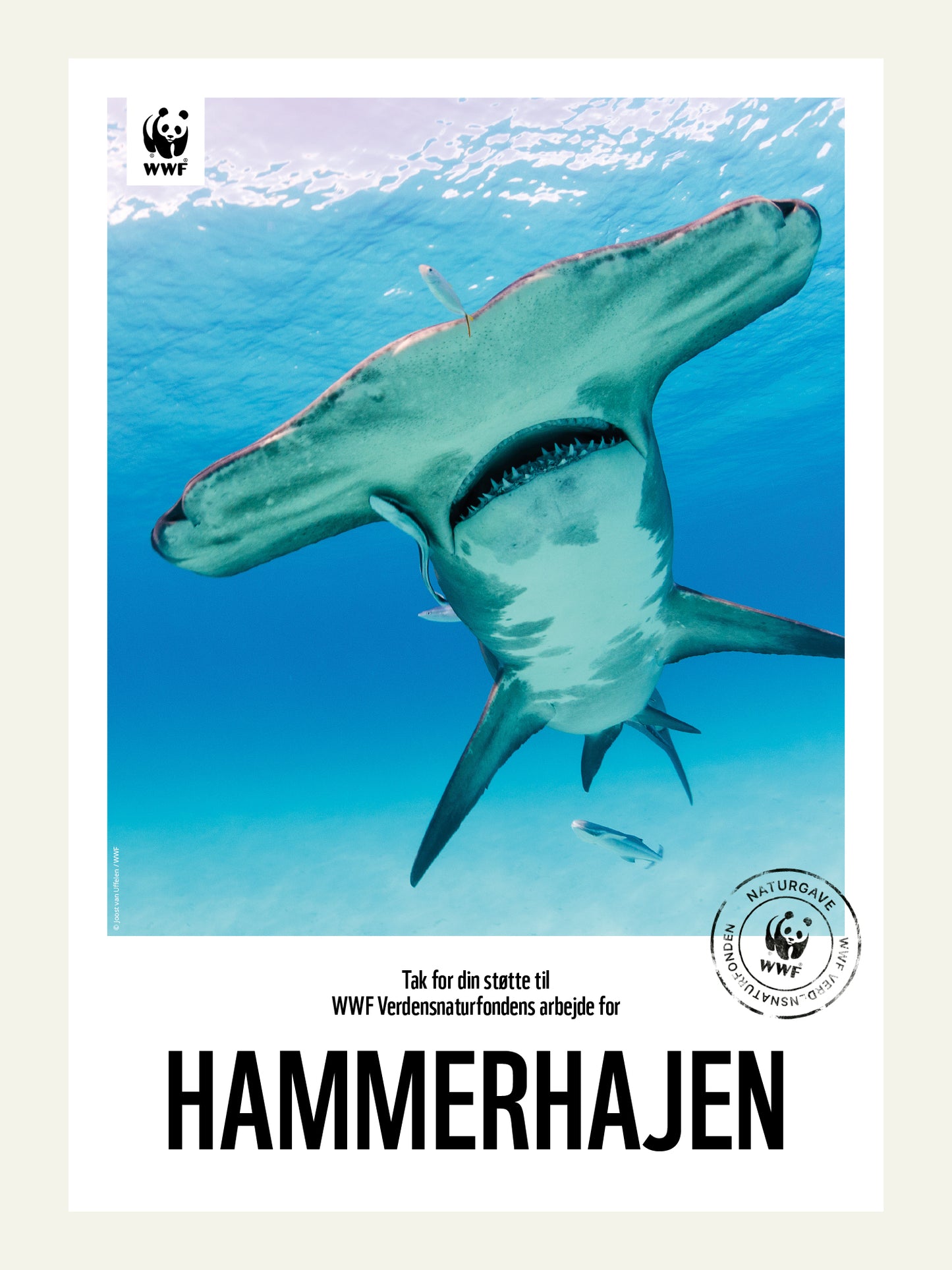 Hammerhajen - Naturgavebevis