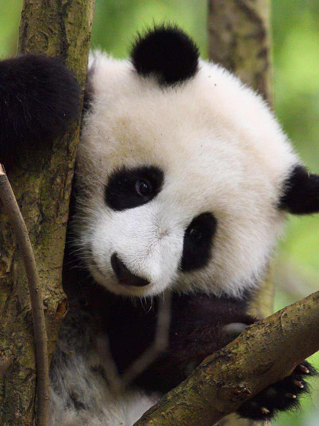 Donation til WWF Verdensnaturfonden