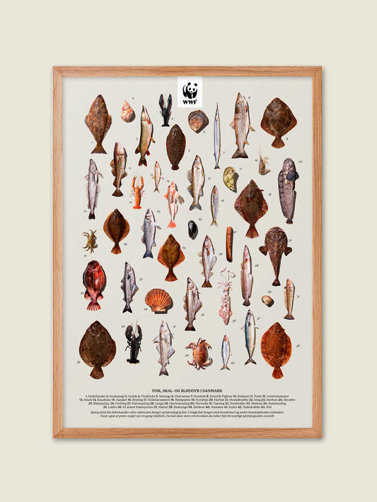 Fisk, skal- og bløddyr - Plakat