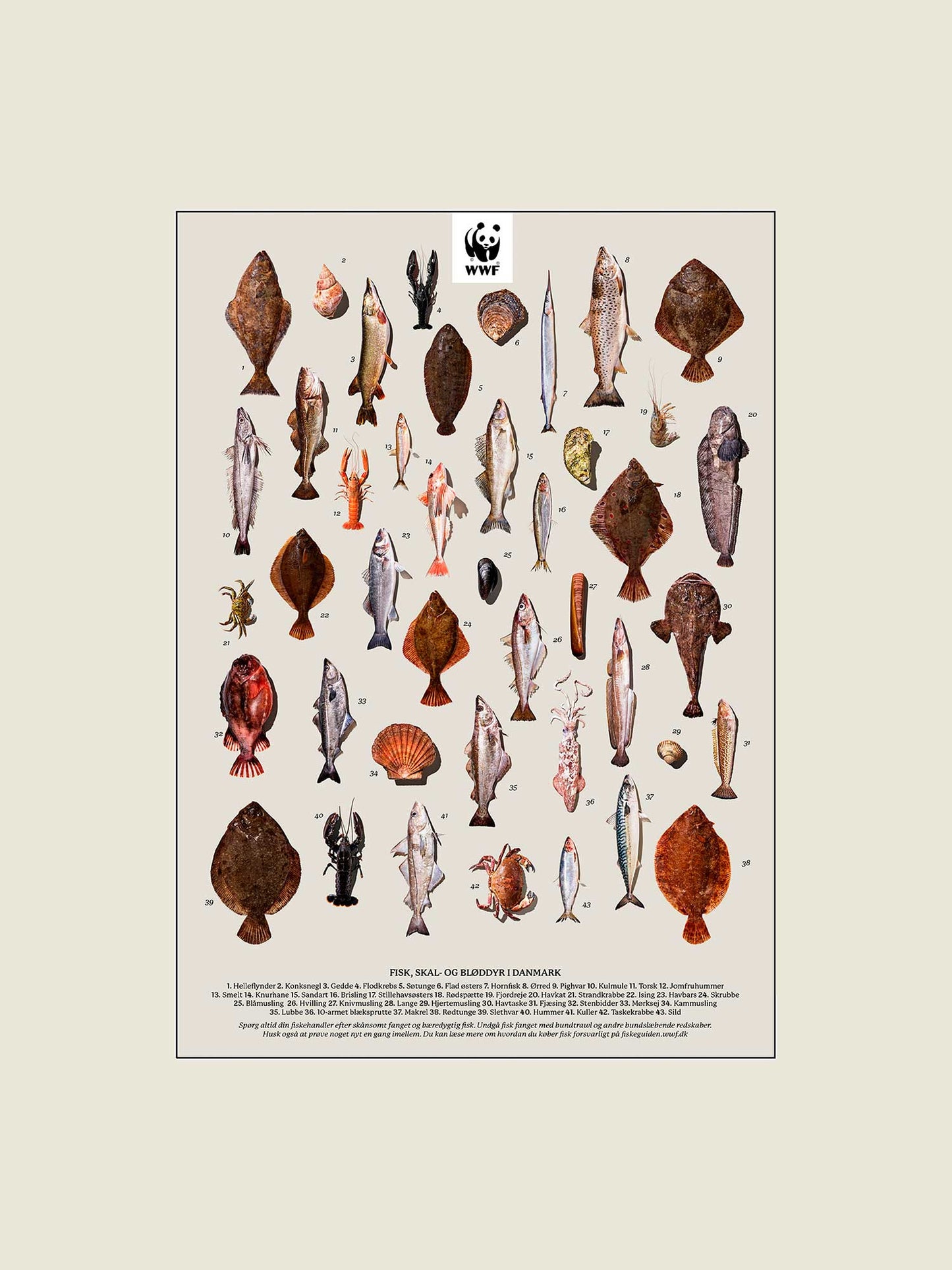 Fisk, skal- og bløddyr - Plakat