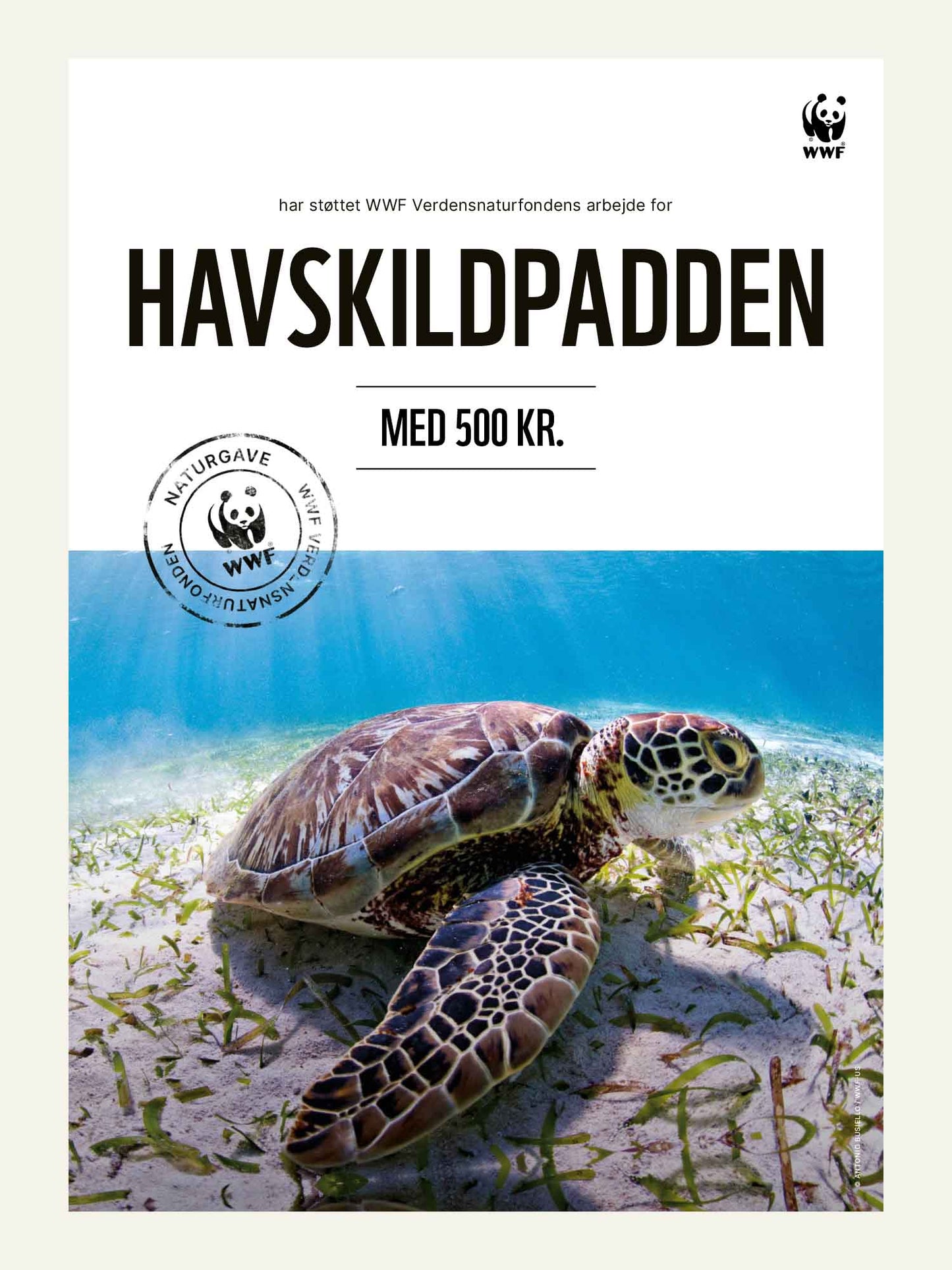 Havskildpadden - Naturgavekort