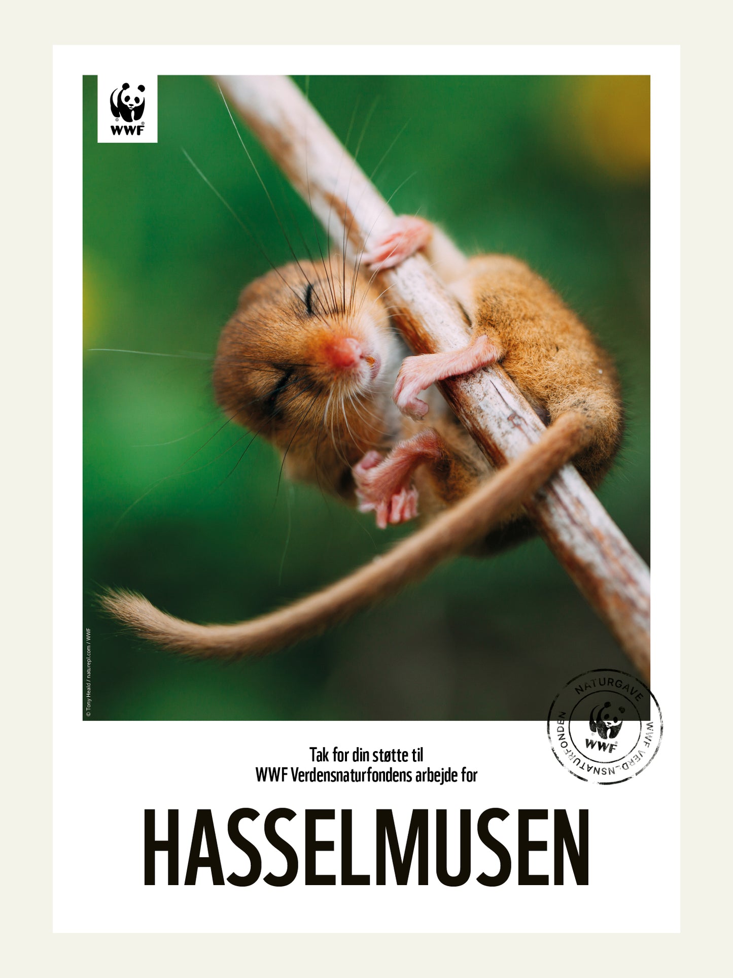 Hasselmusen - Naturgavebevis