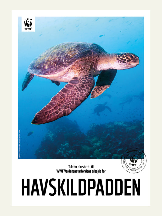 Havskildpadden - Naturgavebevis