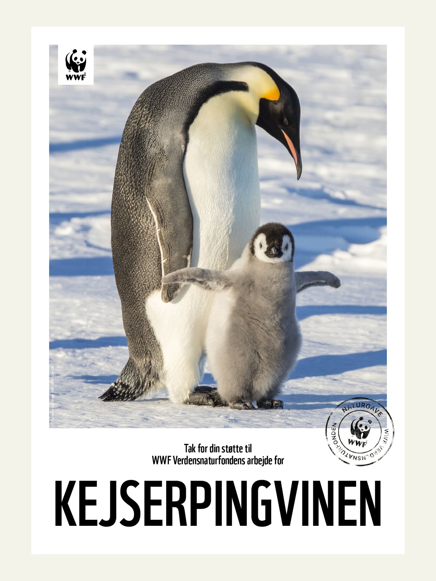 Kejserpingvin - Naturgavebevis