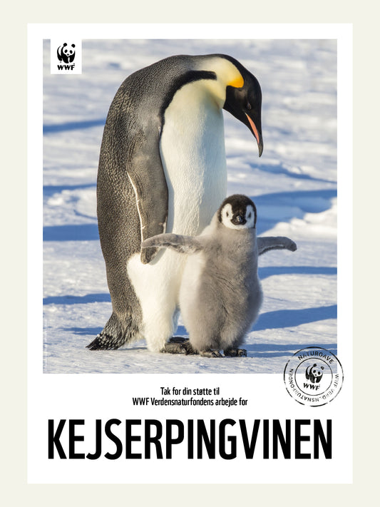 Kejserpingvin - Naturgavebevis