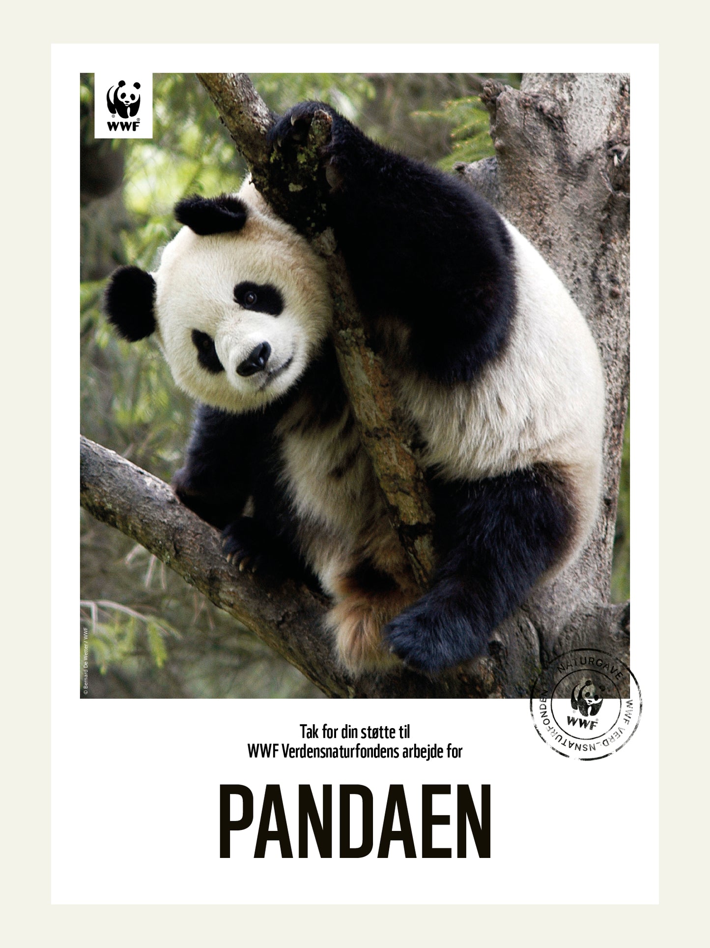 Pandaen - Naturgavebevis