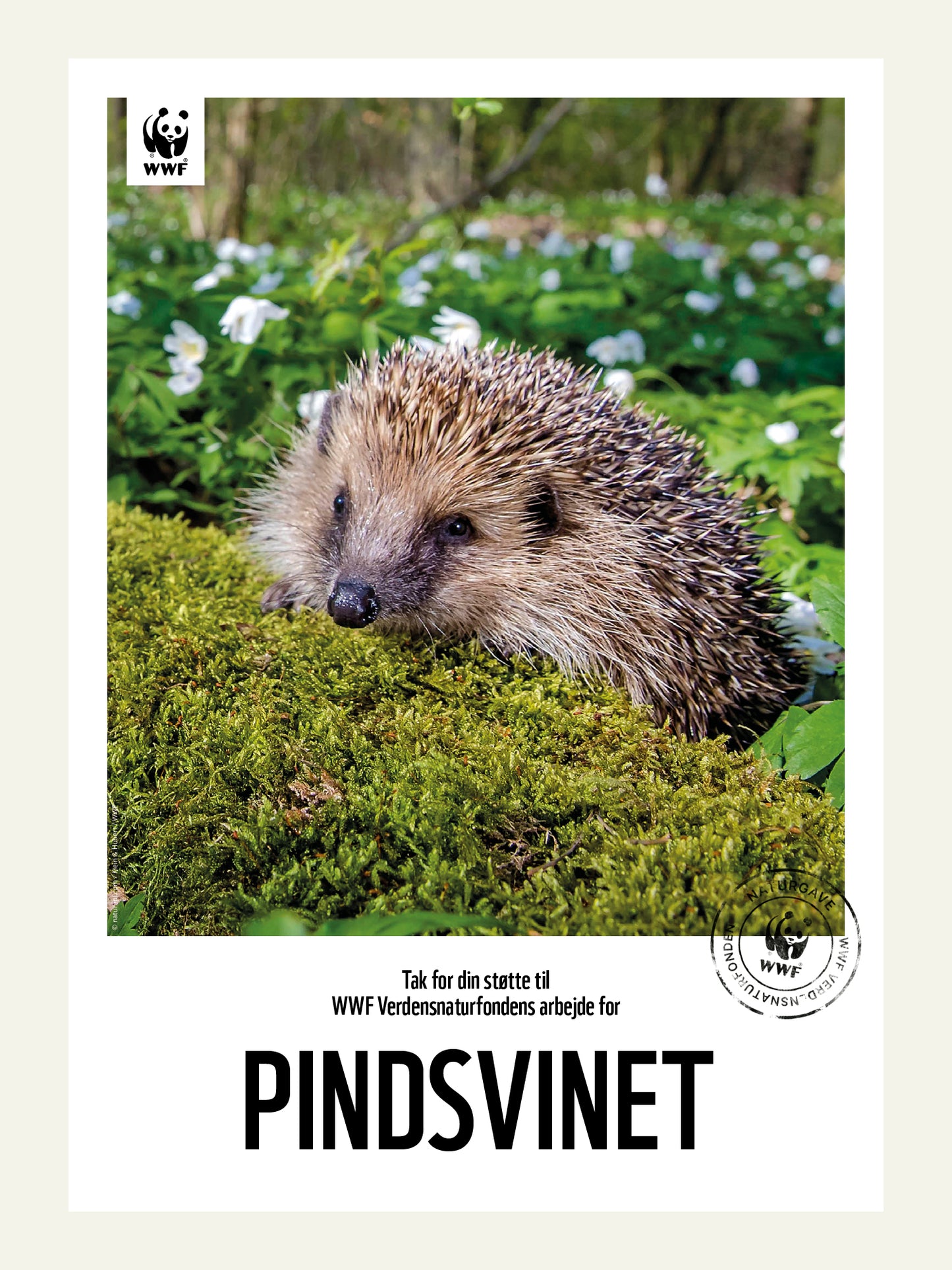 Pindsvin - Naturgavebevis