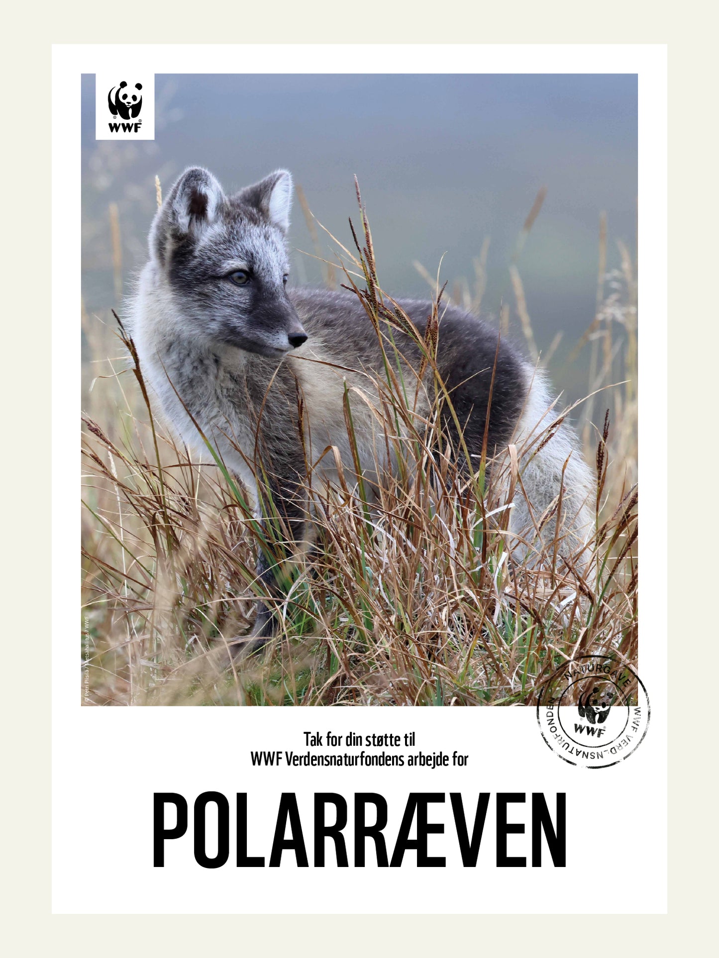 Polarræv - Naturgavekort