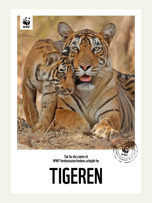 Tigeren - Naturgavebevis