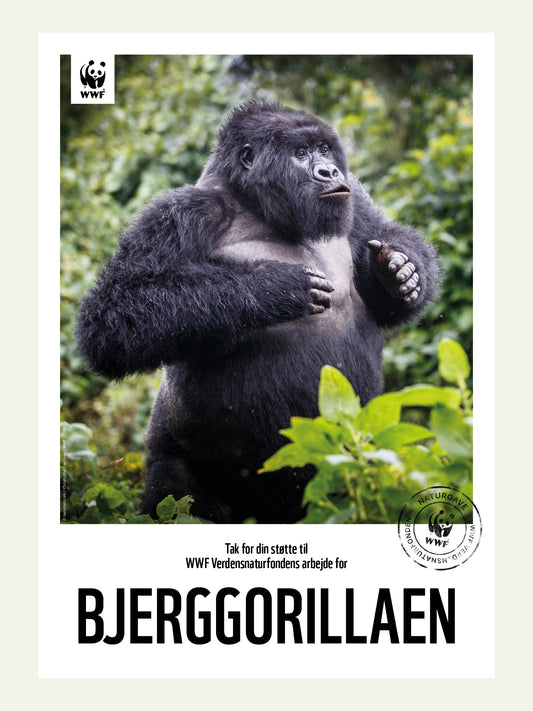 Bjerggorillaen - Naturgavebevis