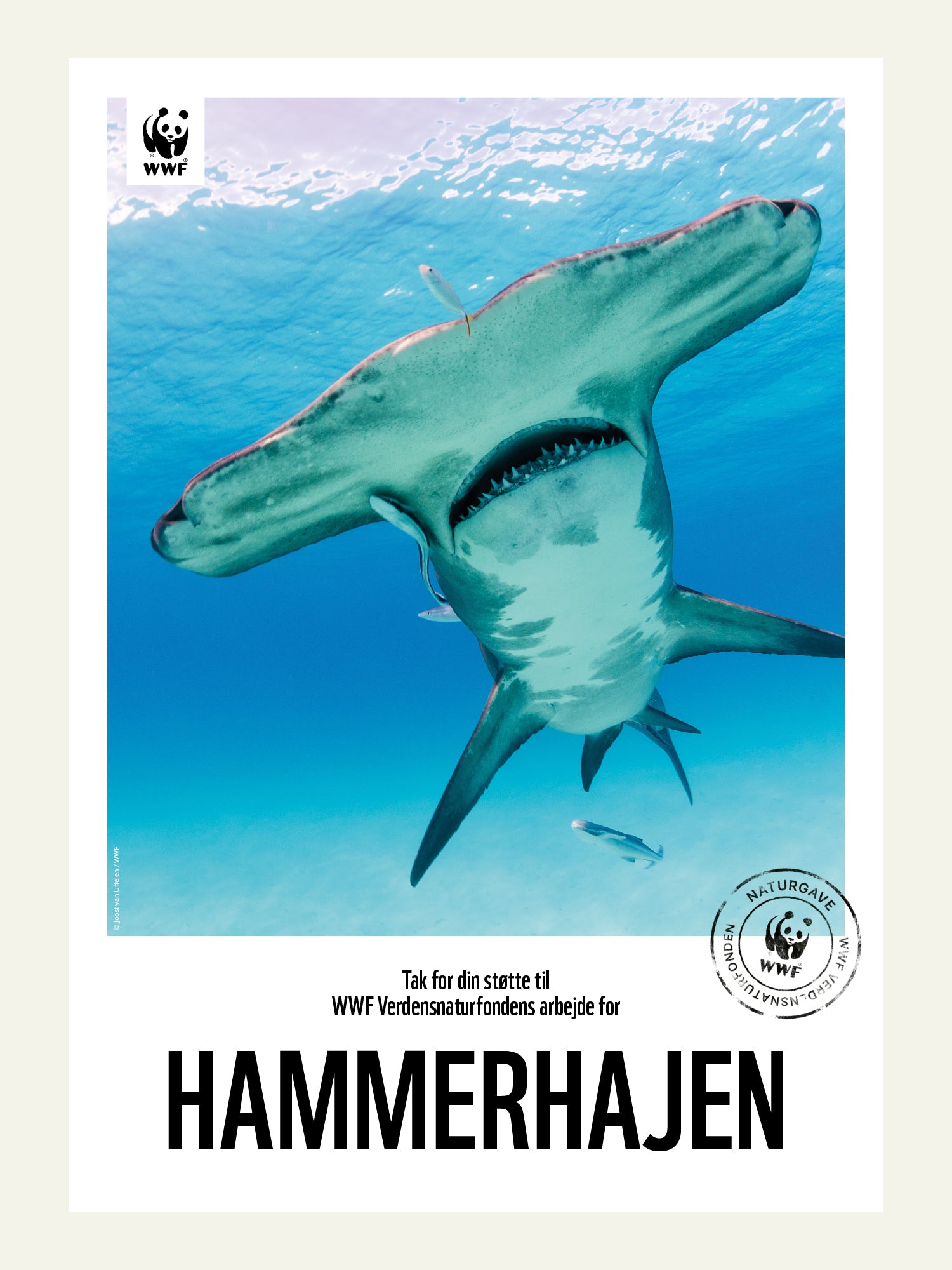 Hammerhajen - Naturgavebevis – WWF Verdensnaturfonden