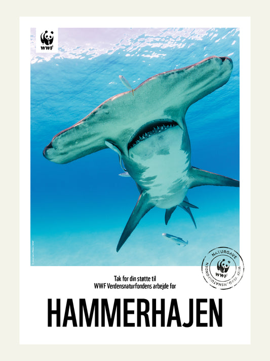 Hammerhajen - Naturgavebevis