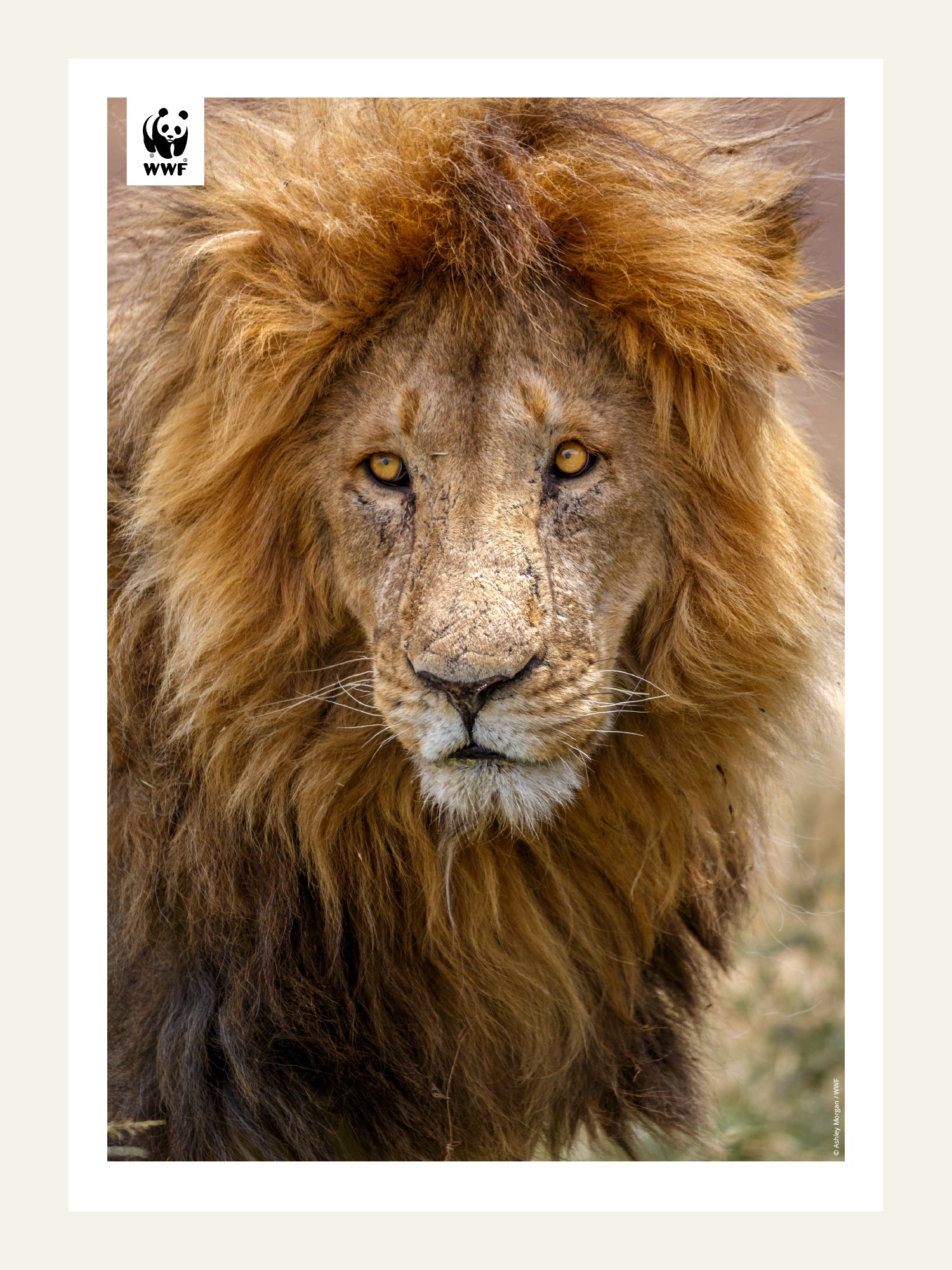 ROOAAAAR V RSGO WWF Verdensnaturfonden rooaaaar-v-rsgo-wwf-verdensnaturfonden